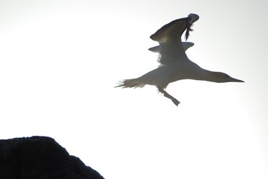 Paras Kumar; Flight of the Gannet; Taken at Muriwai beach