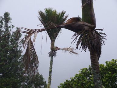 Grant Hale; Falling Fronds