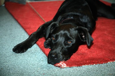 Graeme Reeves; Me   I Never Chewed the Carpet!!; This is one thoroughly innocent dog   must have been one of those pesky cats!!