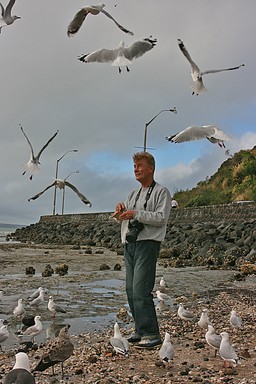 Lisa Ridings; The Red Billed Gulls of Mission Bay