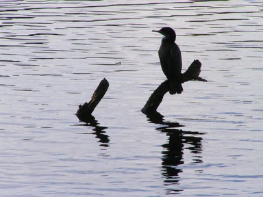 Ray Tomes; Time for Reflection; At pond at Chelsea Sugar Works