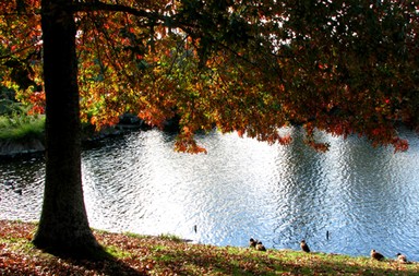 Jolene Wesselson; Autumn; Photo taken at the Auckland Botanic Gardens