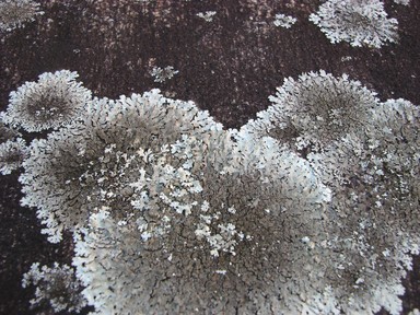 Andrew McColl; Railway Lichen; Lichen growing on stone near the old Central Train Station