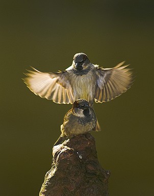 John Ling; Passion of house sparrow; It was taken in Auckland Domain this month