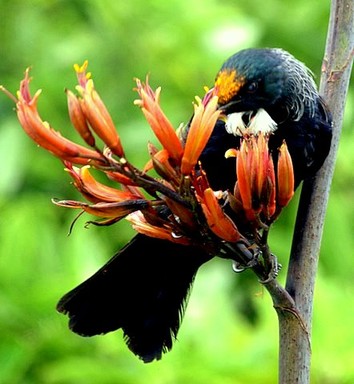 Janice Nathan; passion for tui! This tui kept feeding and watching me shoot it the rain was bucketing down i watched him excitedly and he watched me!