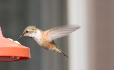 Claire Cheeseman; Rufus Hummingbird