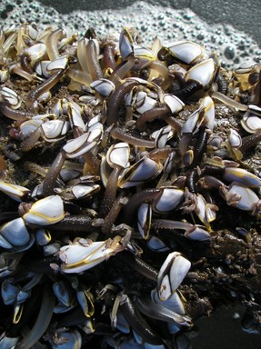 Amira Beadsmoore; Goose Barnacle at Karioitahi Beach, South Auckland; How can one not have passion for the beauty in NZ wildlife?