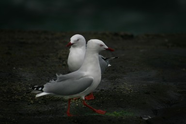  Peace At Muruwai Beach