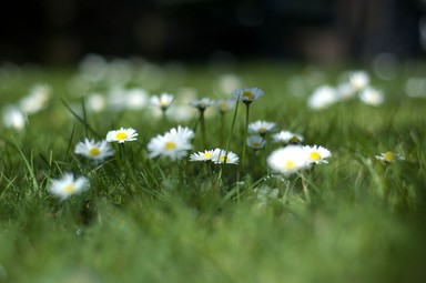 Roy Fernley;Daisies