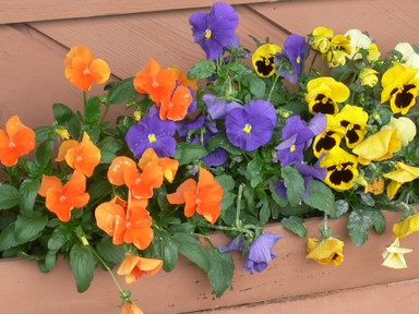 Winifred Struthers;Spring Pansies;Henderson Bowls Club