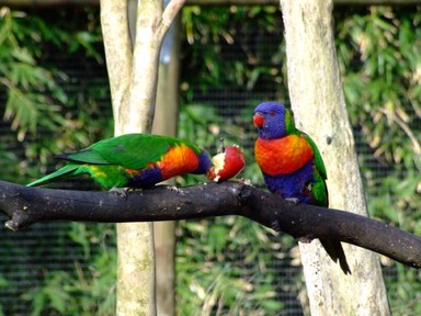 Kitty Jonker;Having a feast on an apple; Also taken at the zoo. 2 Birds having a feast on an apple.