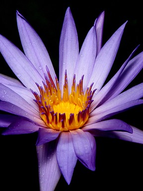 Jolene;waterlilly;taken at the Auckland Domain