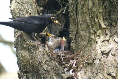 Dianne Gilroy;New Life;It took a lot of patience   waiting on a ladder