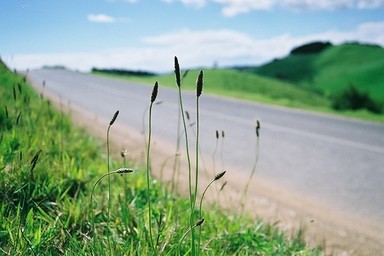 Color negative film, taken on Waiheke Island