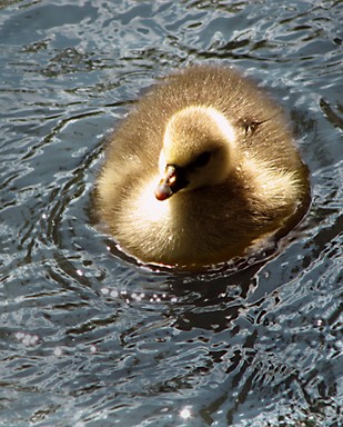 Jolene;fluffy;taken at the Auckland Domain