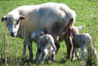 Sam Leong;Home growth;Farm in Whitford