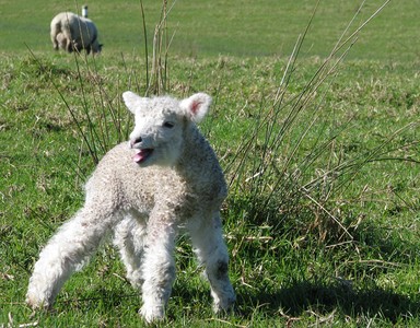 Sam Leong;Wobbly legs;Farm in Whitford