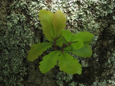 Lorna Affleck;New leaf, new life;Cornwall Park