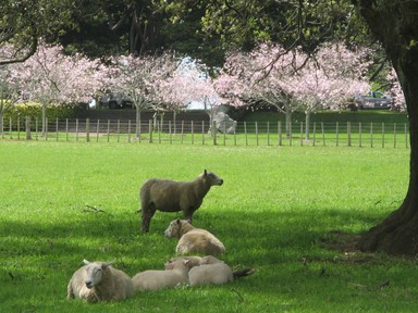  on a walk through Cornwall Park