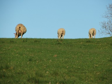 Linda Gomas; Tail End of Spring; One Tree Hill Slopes