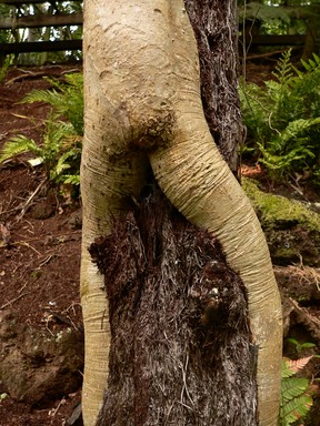 Carmen Castaño;Nature; photo taken in the Fern Gardens by the Winter Gardens