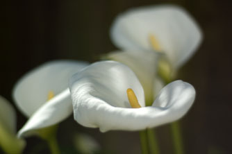 Lilies in Bloom