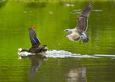 Fighting for foods on the breeding season-spring