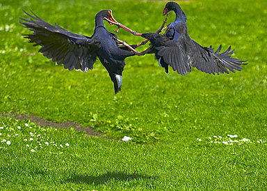  Fighting on the breeding season-spring