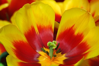 Andrew Brodie;Spring blaze;Taken in Auckland domain 2008