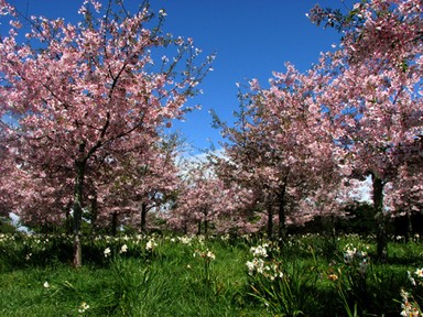 taken at the Auckland Botanic Gardens