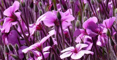 Debbie Olberts;Flowers;Spring flowers at Albert Park Auckland City