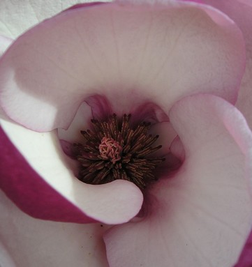 Amira Beadsmoore;First Magnolia Blush