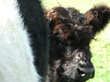  Ambury Farm, Mangere