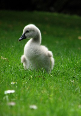 Jolene; SOOO CUTE; taken at Western Springs