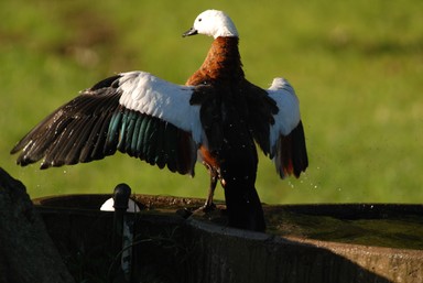 Steve Harper;Putangitangi; Paradise Shelduck female stretching after bath at Cornwall Park