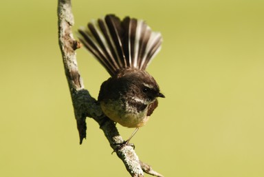 Steve Harper;Piwakawaka; Cornwall Park birdy friend