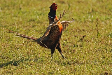  Crowing in Cornwall Park