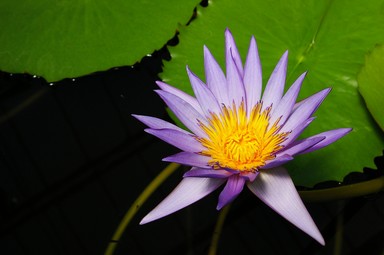 Tineke van der Walle;Water Lilly;Winter gardens in the Domain