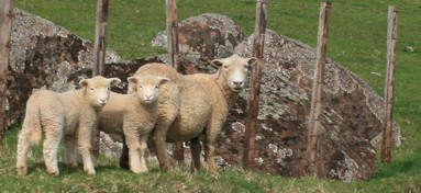 Judy Klaus; We're watching you; Taken at Stoney Batter Waiheke Island