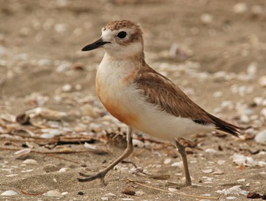 Steve Harper;NZ Dotterel (Tuturiwhatu);Endangered, but too friendly for its own good