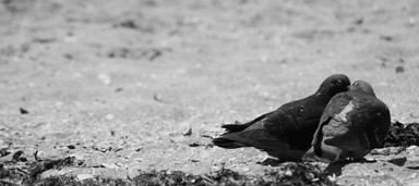 Jo Sellers;Love;These two were too busy locking beaks to notice how close I was moving towards them, was quite exciting really