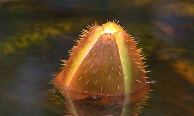 Lynn Clayton;Lotus Bud, ;Taken in the Auckland Winter gardens.