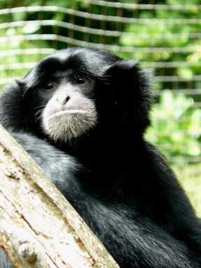 Debbie Olberts;Siamang;Taken at Auckland Zoo Jan 09