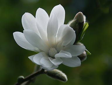 JOHN PIRTLE;StarMagnolia;Eden Garden