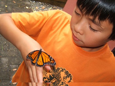 Meiling Lee;Tim&butterfly;AK, we have been waiting for the butterfly's from the egg stage. Tim felt proud to be the one to set it free.