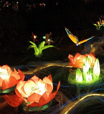 Haruna Suzuki; Flower Heaven; Beautiful pink flowers! shot x71 during lantern festival