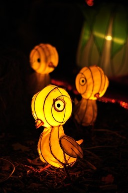 Winston Gee;The Lantern Chicks; Lantern Festival 2009, Albert Park