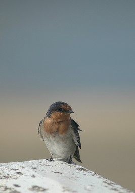 Peter MacDonald;Welcome Swallow