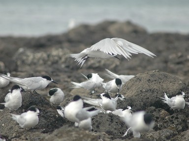 Peter MacDonald;Sea Birds fishing Milford Beach