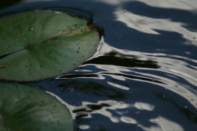 Dianne Gilroy;In the Pond